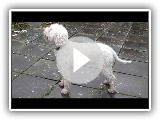 Dog Breed Video: Lagotto Romagnolo